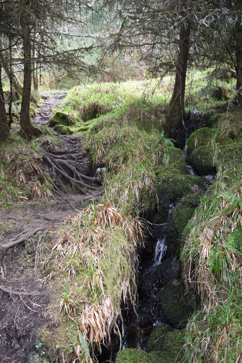 SusanAngelEFT's tweet photo. Beautiful #slishwood #forest #sligo #ireland #adventures delighted to be here 🌟 #angelworkshop for #manifestingdreams this Sunday in wonderful Angel World, Sligo 💖 details at https://t.co/qmnKwrEIgF https://t.co/YeQMKj3BsM