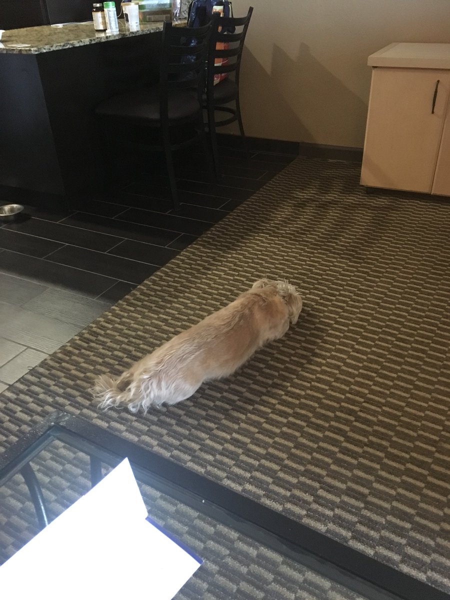 Mireille_Yanow's tweet image. My dogs travel well. Lazy day in Encinitas. #makingselfathome #suiteliving #traveldogs