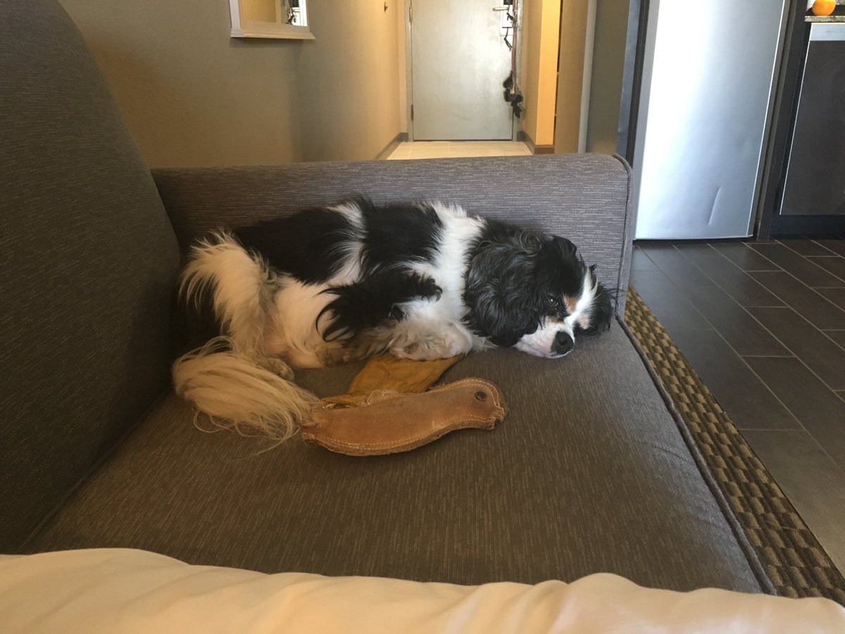 Mireille_Yanow's tweet image. My dogs travel well. Lazy day in Encinitas. #makingselfathome #suiteliving #traveldogs
