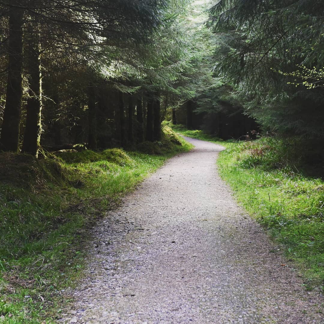 SusanAngelEFT's tweet photo. Beautiful #slishwood #forest #sligo #ireland #adventures delighted to be here 🌟 #angelworkshop for #manifestingdreams this Sunday in wonderful Angel World, Sligo 💖 details at https://t.co/qmnKwrEIgF https://t.co/YeQMKj3BsM