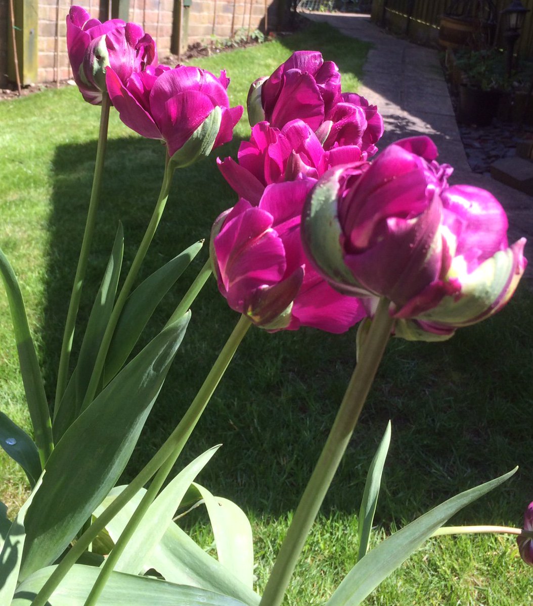 WorldOfWonderly's tweet image. When we featured these incredible tulip bulbs in @WebbsGC autumn magazine I couldn't resist buying some for my green-fingered dad. Looking amazing. So remember to plant in autumn for a #beautifulspring #springflowers #tulip
