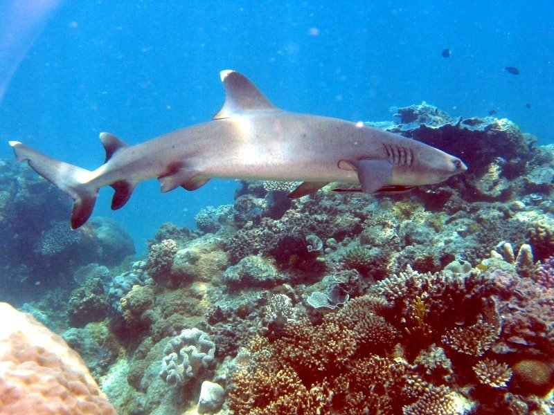 CuteSharksBot's tweet image. Whitetip Reef Shark