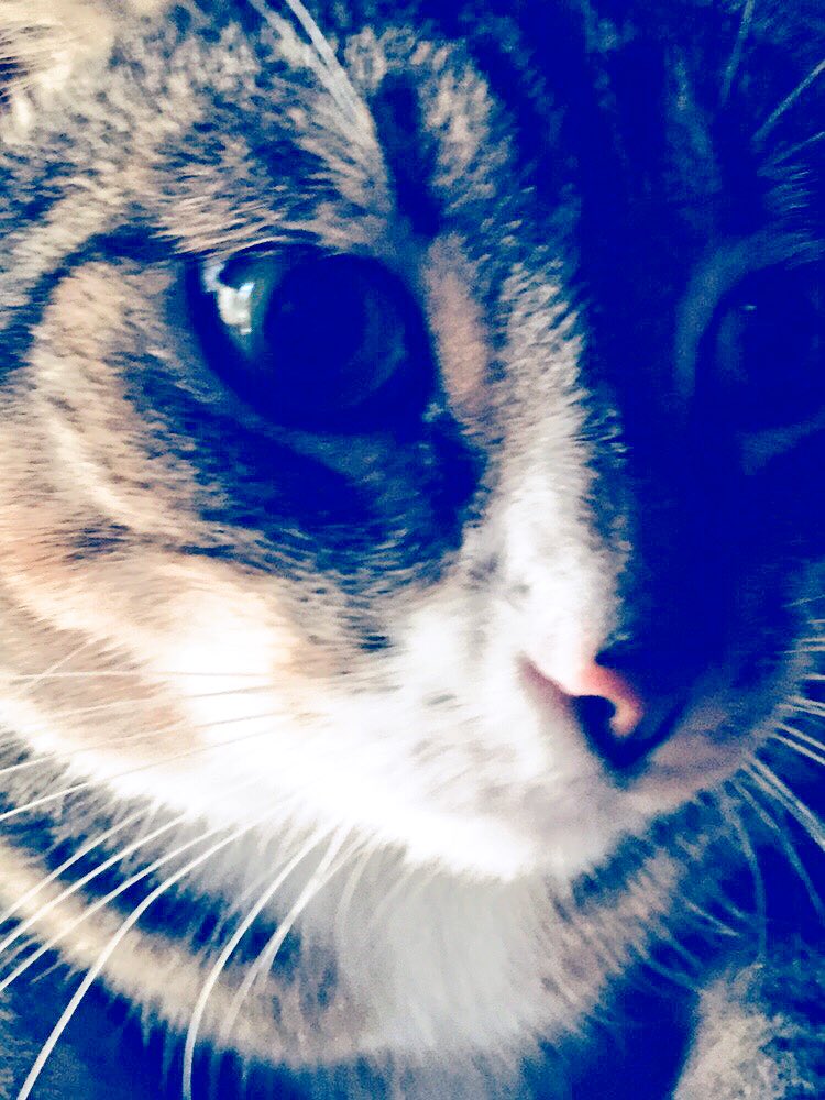 best_cat_mochi's tweet image. I thinks maybe I should make line of T-shirts with my face looking like this. Could be for humans or dogs, but not cats, cause cats be too dignified for graphic tees. #ModelCat #CatTShirt #CatDignity