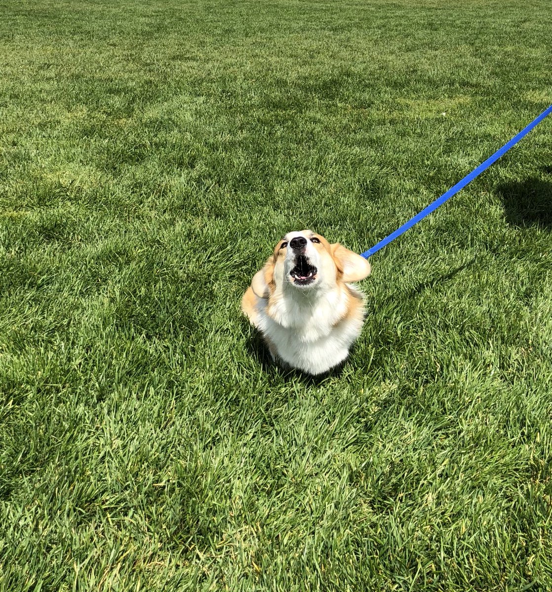 pancakescorgi's tweet photo. It’s Friyay!!! 🐶 #corgi #corginatio #friday #tgif #barkface https://t.co/VyzoHLGXA1