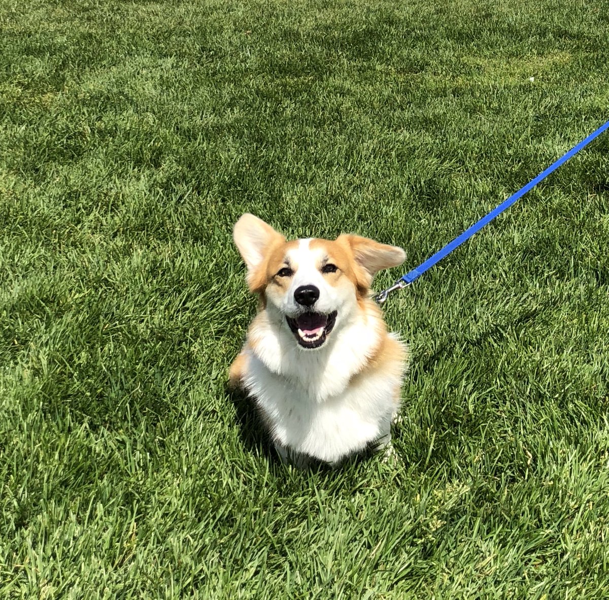 pancakescorgi's tweet photo. It’s Friyay!!! 🐶 #corgi #corginatio #friday #tgif #barkface https://t.co/VyzoHLGXA1