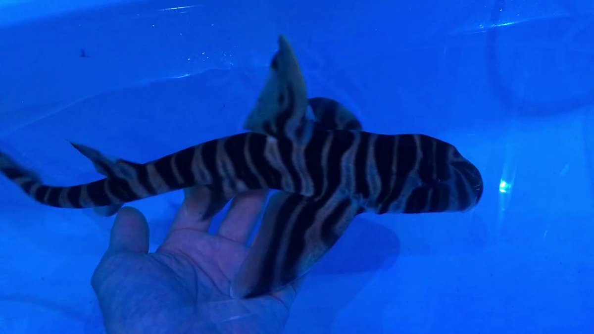 CuteSharksBot's tweet image. Zebra Bullhead Shark