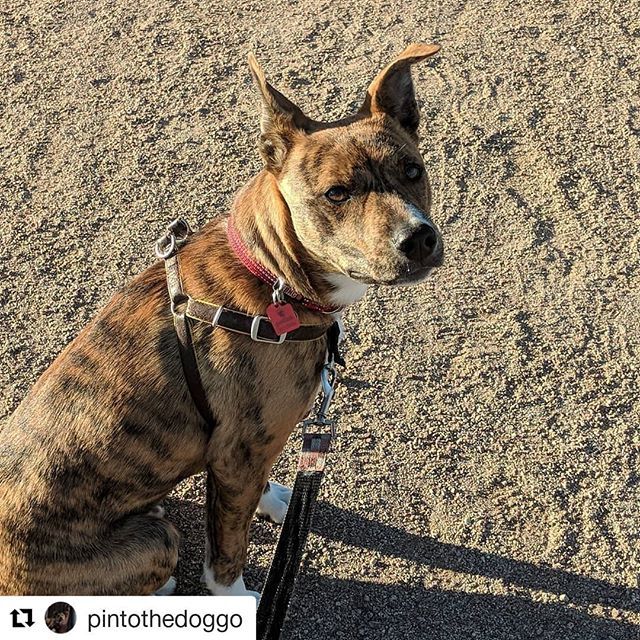 FarEndGear's tweet photo. Our mascot traildog-in-training now has his own insta. Follow @pintothedoggo #Repost (@get_repost)
・・・
#walko #pinto #pintobean #pintothedog #pintothedoggo #traildog #dogsofinstagram https://t.co/x68ZfNBhJr https://t.co/7fR3cIKlHp