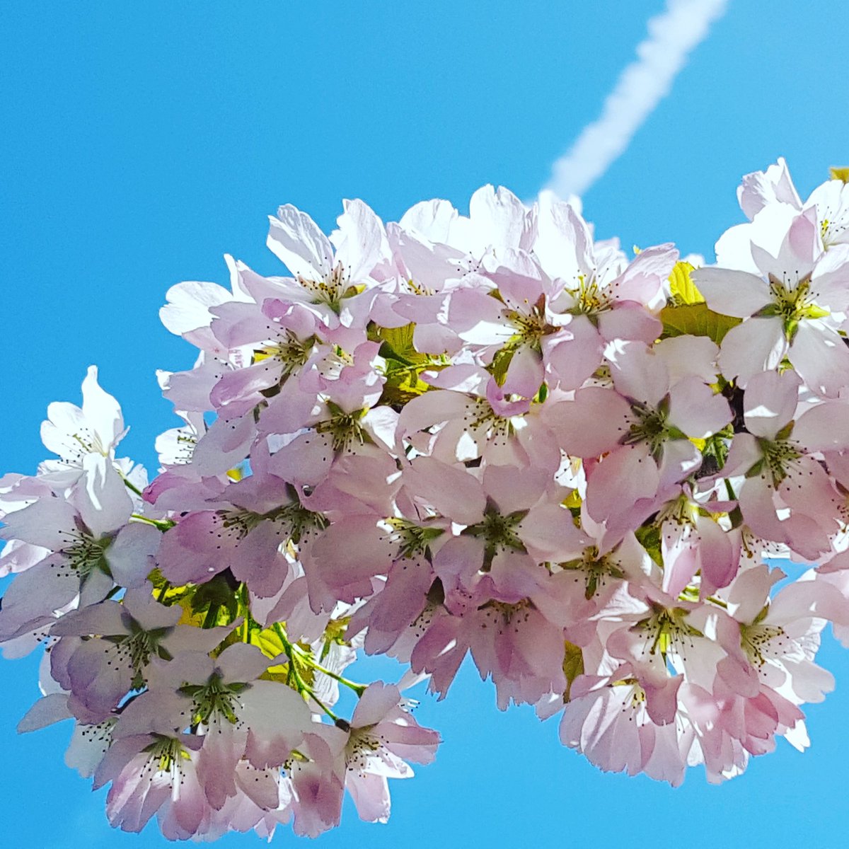 KarenPowell28's tweet image. #springandsummer arrived together this week. Strange ...but true! 🌸😎