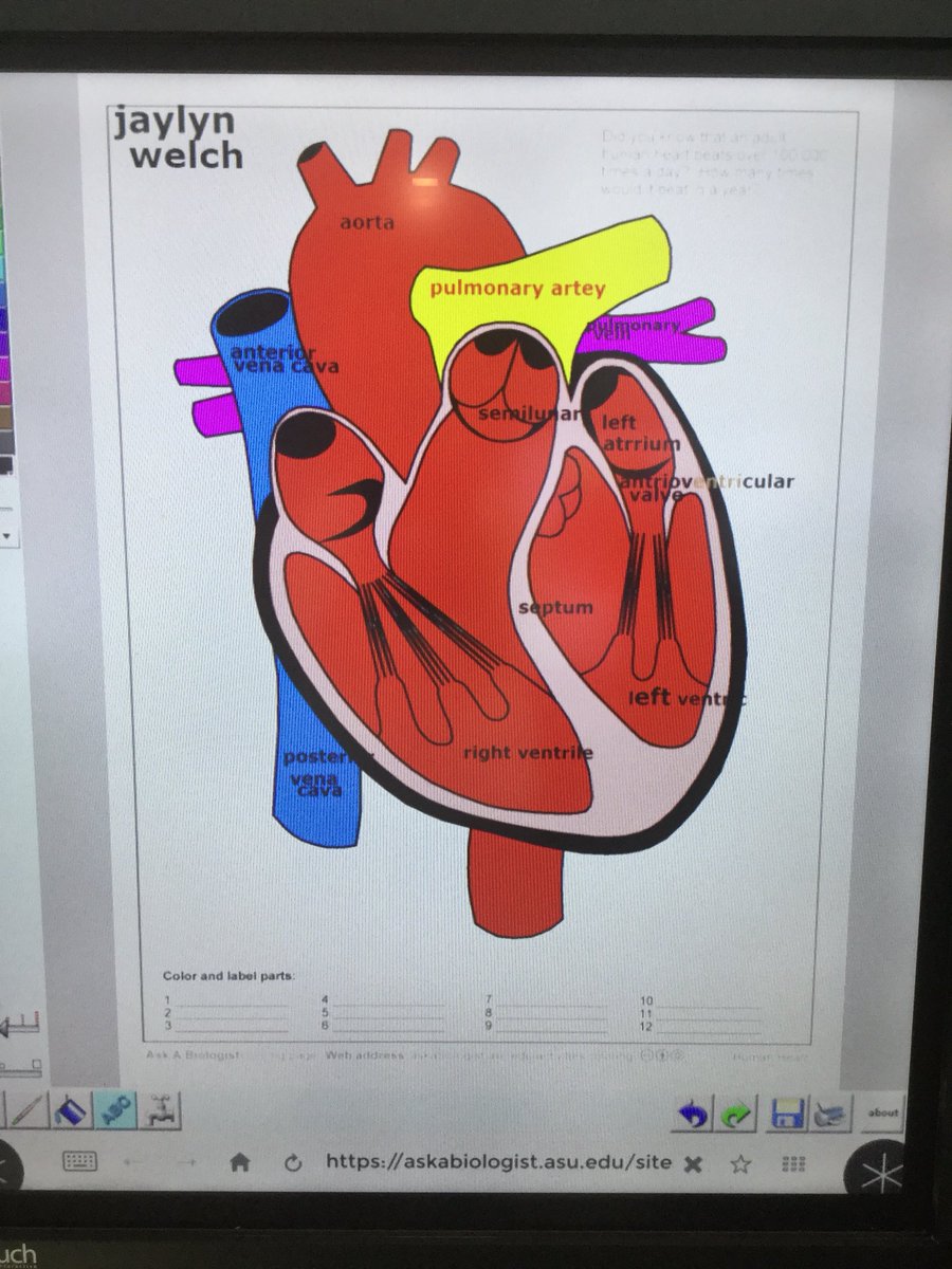 PCIntermediate's tweet photo. The Tydings Team is learning about the Cardiovascular System and how it works! Students visited the STEM Center and used the interactive panels to view and label diagrams of the heart. ❤️ #Science #STEM #evolutionoflearning #PCISlearns #sharePCS https://t.co/mT3TdxNp6O