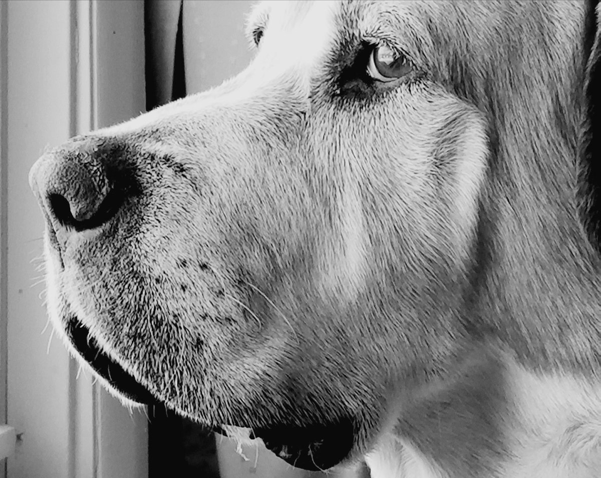 Prairie_Bayou's tweet photo. Jahni #stbernardmix #saintbernard #dogsoftwitter https://t.co/Qje1xSLv8E