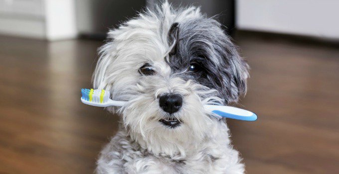 Don't forget to brush your dog's teeth! Read all about how to brush your pups teeth properly. bit.ly/2xyLtDy #dogsoftwitter