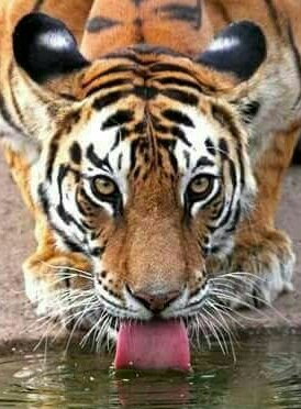 Riley Reid on Twitter: "🔥🐯🔥 https://t.co/KE4sF72n68…