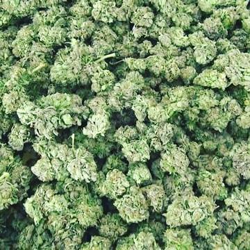 Freeman806's tweet image. Have you gotten you Best 2015 top strains.