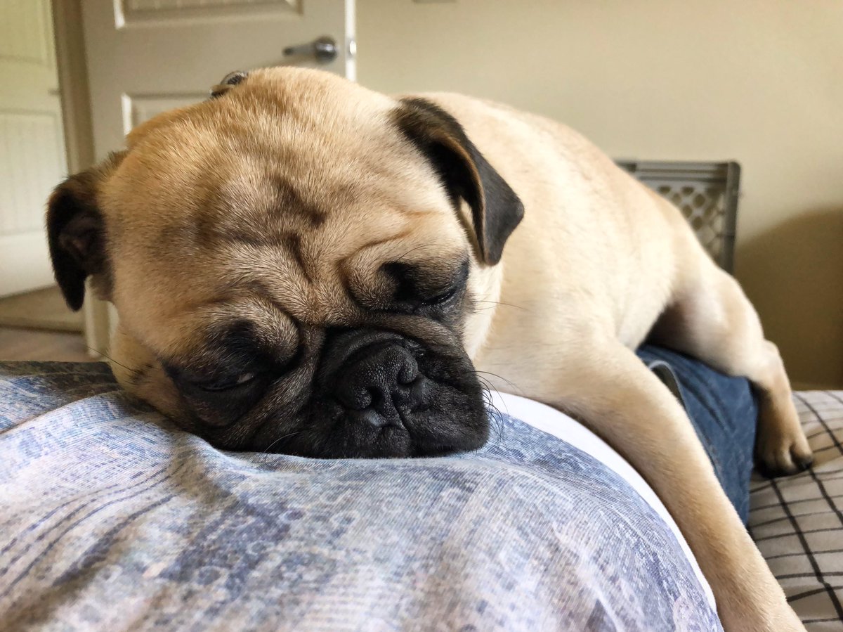 mateospug's tweet photo. That Friday feeling... ๐ด
#MateoThePug #1yearold #fawnpug #pug #pugs #pugspot #pugsworld #pugsofinstagram #puglife #pugpuppy #puglove #pugscute #cuteness #pugmania #puglover #pugsoftexas #pugsofaustin https://t.co/zHkfA2YwFK