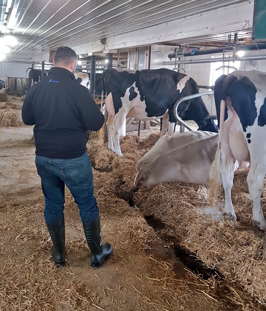 The search for Eastern PEI's next top  barn cow is going on today.  Judge <a href="/JRayDykstra/">Jon Raymond Dykstra</a> getting a good look at  <a href="/ben_mallett/">Mallettdale farm</a> entry in the 2nd calf class.