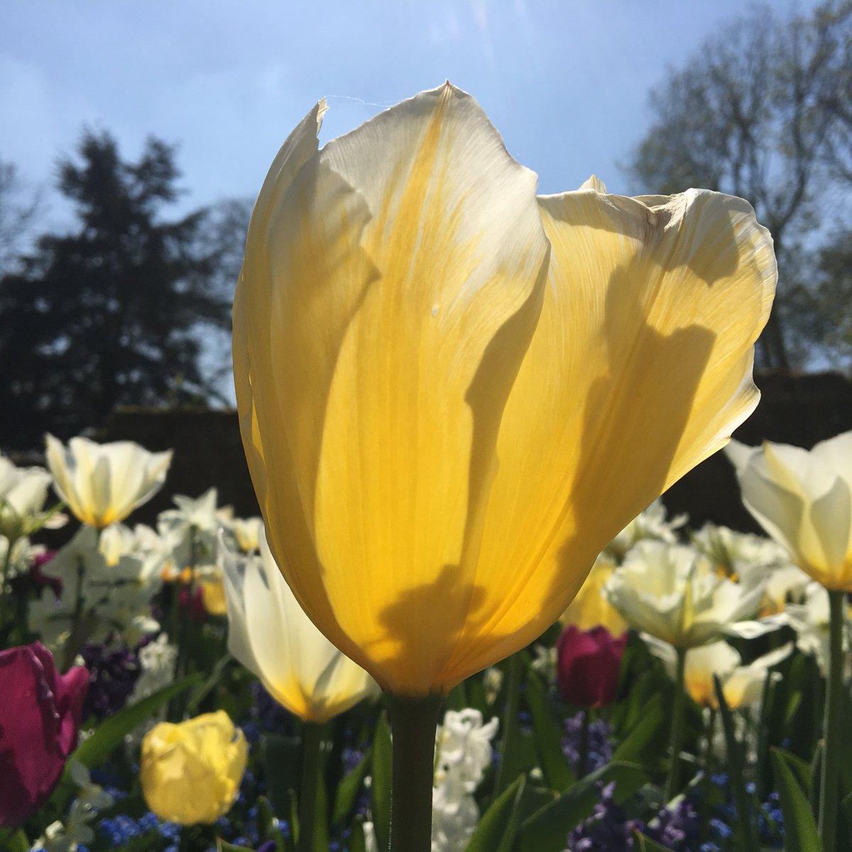 Spring flowers summer weather @ElthamPalace today! 😃 #tulipfestival