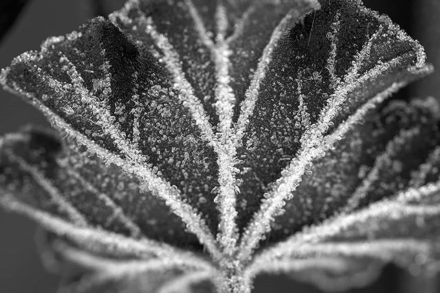 ten8e's tweet photo. Frosty geranium
_
#blackandwhitephotography #monochrome #macro #macrophotography #prtv #penlive #shallowdof #nature #naturephotography https://t.co/044hjOe1zU https://t.co/InM0fi4gDk