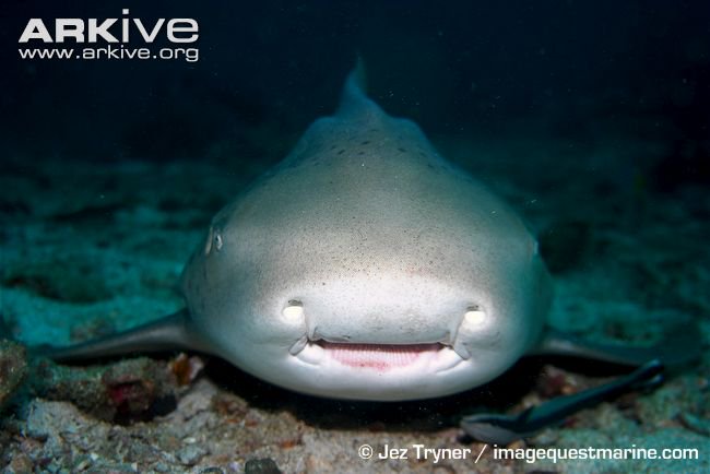 CuteSharksBot's tweet image. Zebra Shark