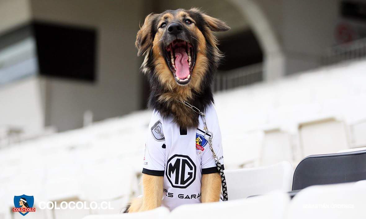 UaaChile's tweet photo. Acá con ustedes Capitán, perro de nuestro refugio que será la mascota oficial de @ColoColo. ⚽💪

#UaaChile
#AdoptaNoCompres https://t.co/cURJkdmjt1