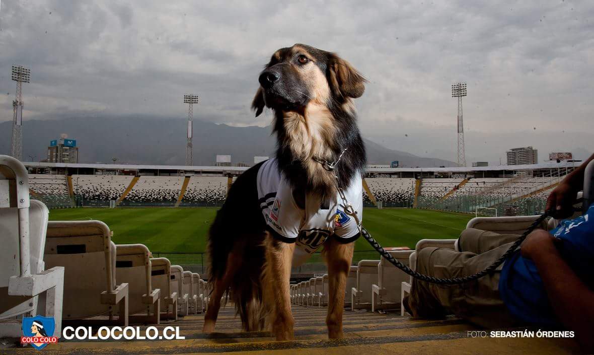 UaaChile's tweet photo. Acá con ustedes Capitán, perro de nuestro refugio que será la mascota oficial de @ColoColo. ⚽💪

#UaaChile
#AdoptaNoCompres https://t.co/cURJkdmjt1