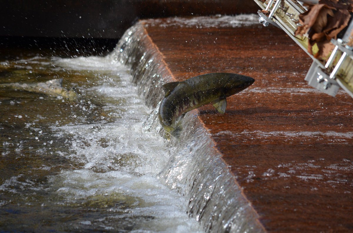 fundNYH's tweet photo. El #salmon es nuestro héroe fluvial! Cómo no va a serlo si es capaz de enfrentarse a 243 obstáculos artificiales en #Cantabria:
211 presas o azudes
10 túneles o canalizaciones
10 empalizadas o barreras
7 presas sumergidas
5 escombros
#worldfishmigrationday #Fluviarium #LIFEMiera https://t.co/aG0Y2sPvX5