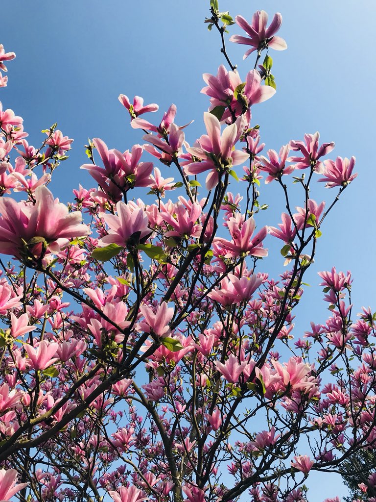 madeblue_tweets's tweet photo. A beautiful end to a beautifully sunny week in #Norwich☀️ #SpringTime #naturalbeauty #FridayFeeling https://t.co/cec4H99kYv