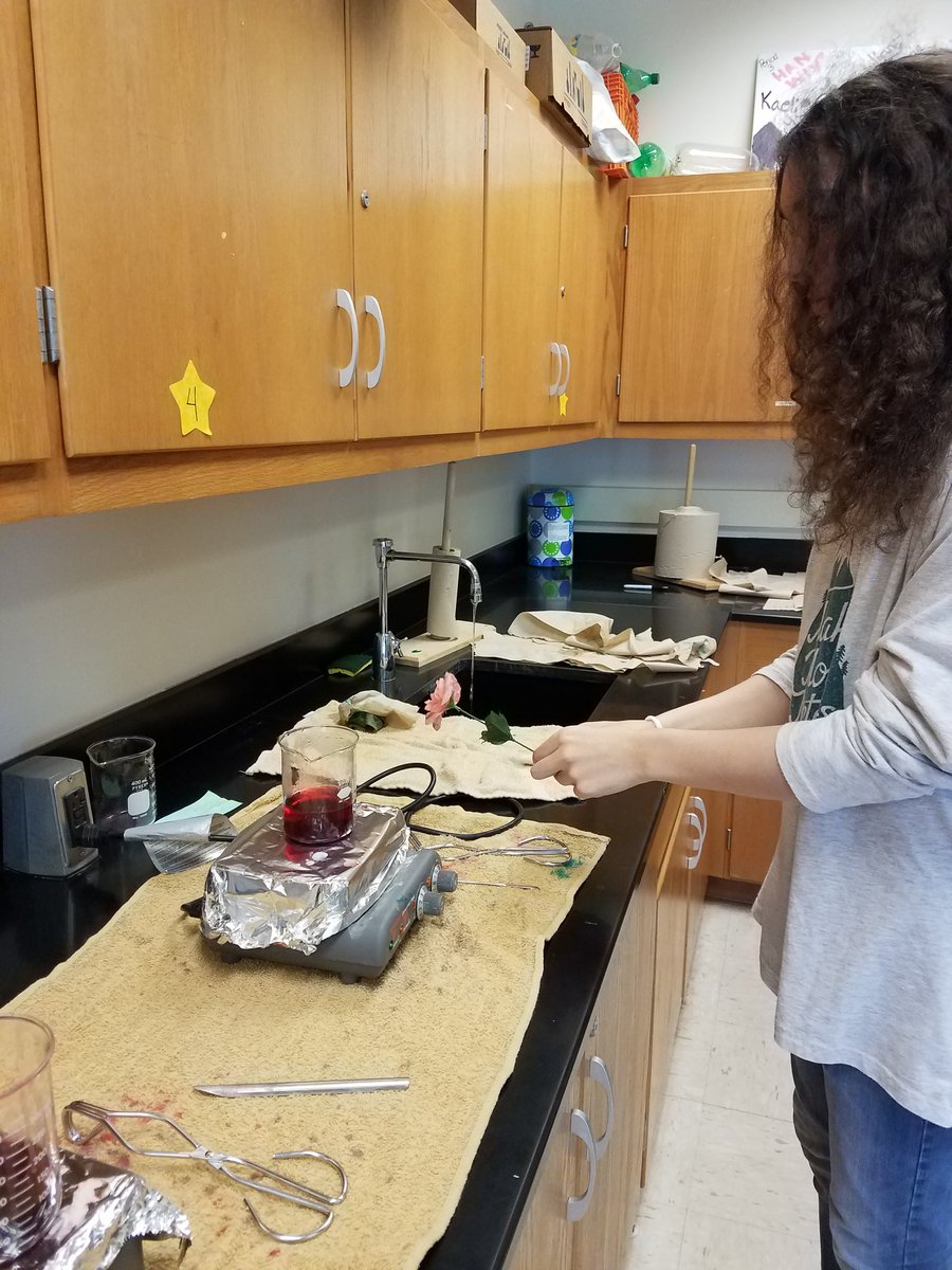 JAntonioScience's tweet photo. The color of chemistry! 🌈 Exploring how chemical bonding relates to dying fabrics. Which fabric are the hair ties made of? #NAIPhysSci #NASDlearns #realworldscience https://t.co/gtxB8fji8r
