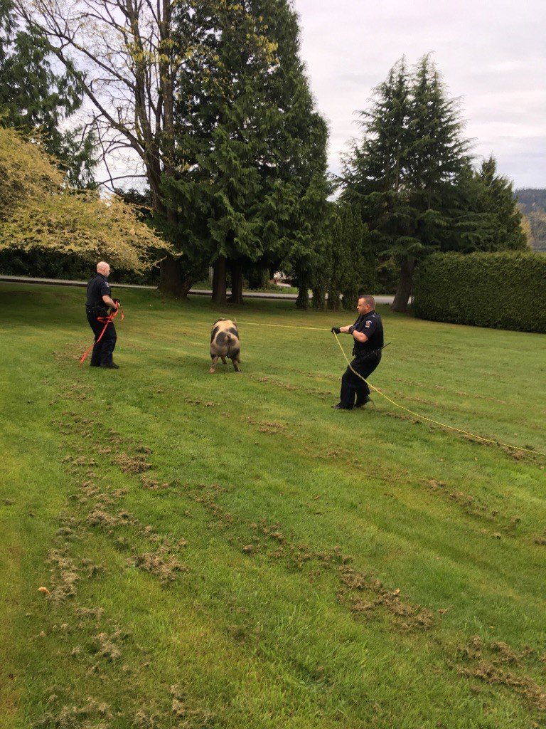 SaanichPolice's tweet image. We know we’re opening ourselves up for some colourful comments… The #Saanich pound wasn’t available so we had to catch her before she tried to cross the highway this AM #yyjtraffic. Sometimes you can’t make this stuff up #yyj. #Saanichlife