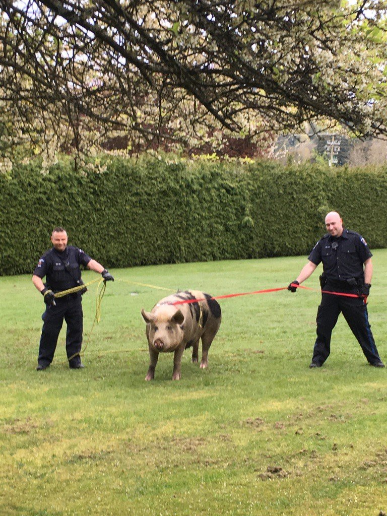 SaanichPolice's tweet image. We know we’re opening ourselves up for some colourful comments… The #Saanich pound wasn’t available so we had to catch her before she tried to cross the highway this AM #yyjtraffic. Sometimes you can’t make this stuff up #yyj. #Saanichlife