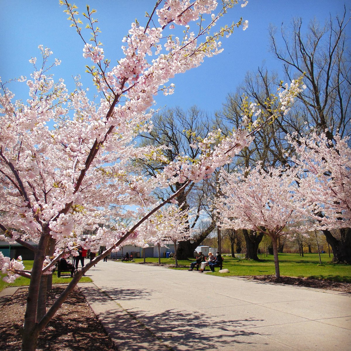 TOislandguide's tweet photo. Did you know that High Park isn’t the only place in Toronto to see #CherryBlossoms? #FBF to warmer spring days last year on Centre Island #CherryBlossomWatch2018 #TorontoIslandGuide #TIG #TorontoIsland #FlashBackFriday #CherryBlossom2018 #SakuraCherryTrees #TourismToronto https://t.co/I1ic6mPe8c