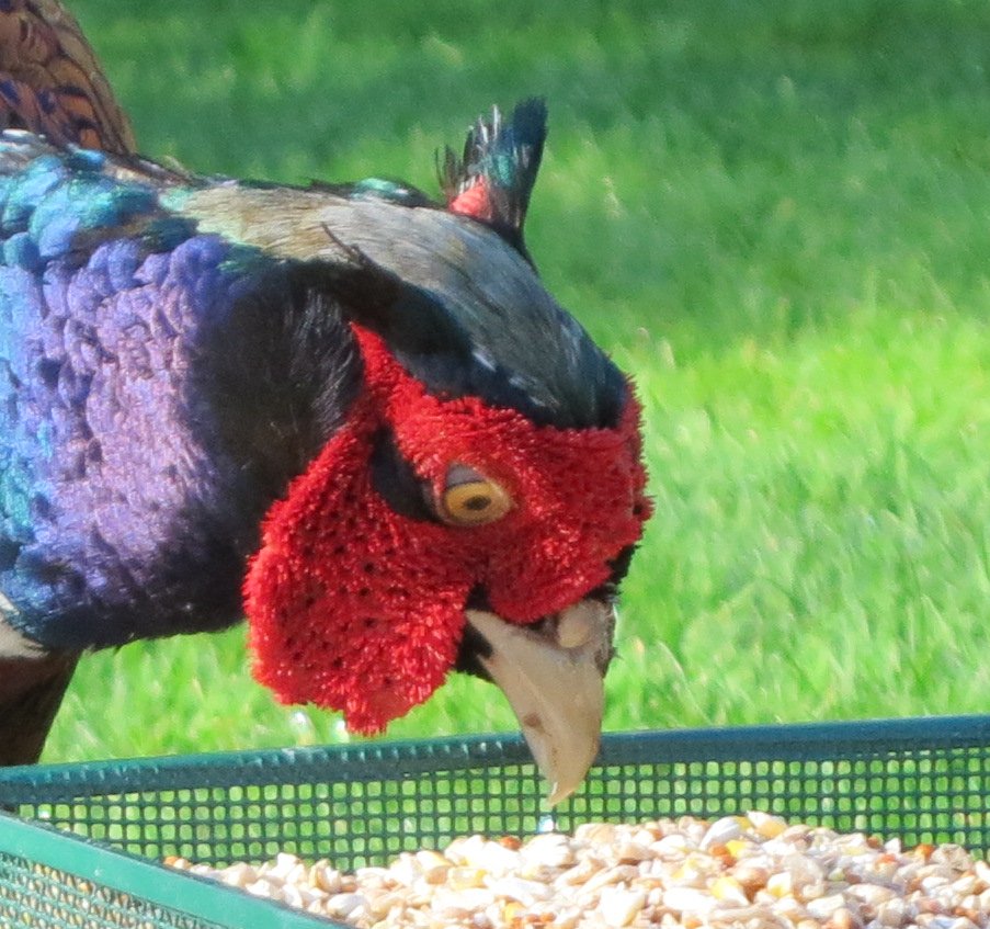 My new buddy the #pheasant; I love what I imagine are his dinosaur eyes.