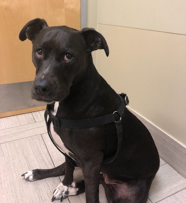 dog_rates's tweet photo. This is Rose. She conducted a very passionate zoom and tore her CCL. Not thrilled about it. Still 13/10. You can help her get the surgery she needs by clicking below

https://t.co/1AzxRWpkg6 https://t.co/0dEM8hK22G