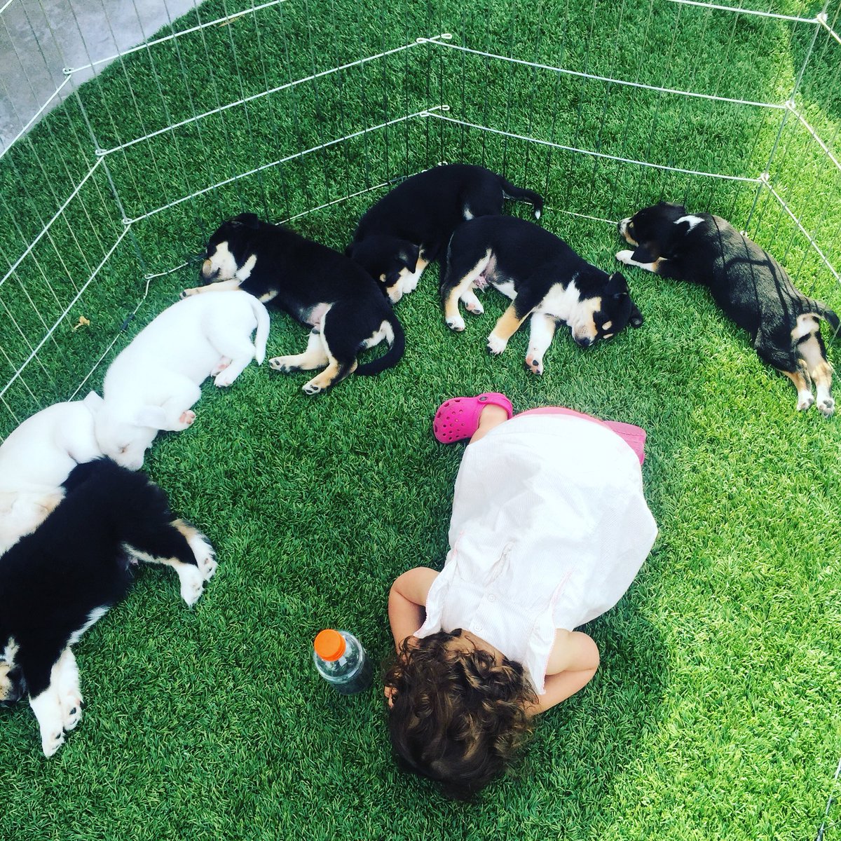 henhousecomedy's tweet photo. The Nap Time Game, tied with The Quiet Game for all time best game definitely invented by the mom of a toddler. #toddlerlife #toddlermom #puppies #momlife #momming #momminghard #mommingsohard #momminglikeaboss #funnymoms #funnymommies #momjokes #momcomedy #momedy #henhousecomedy https://t.co/92HY5s06Jm