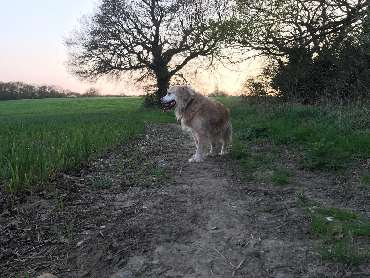 james_otg's tweet photo. One happy little doggy 🐶 https://t.co/Q3ElaxY9wB