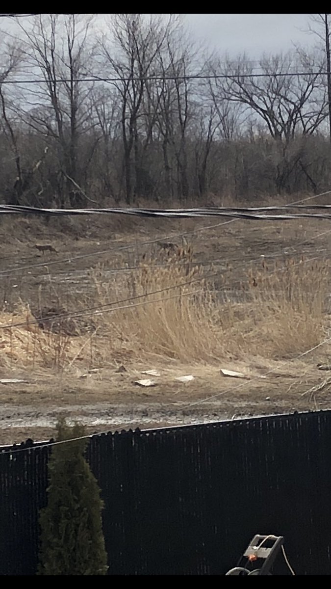 MPourrier's tweet photo. @laval311 spotted Ste-Rose, 2 coyotes en cavale https://t.co/BLM0PfR3Br