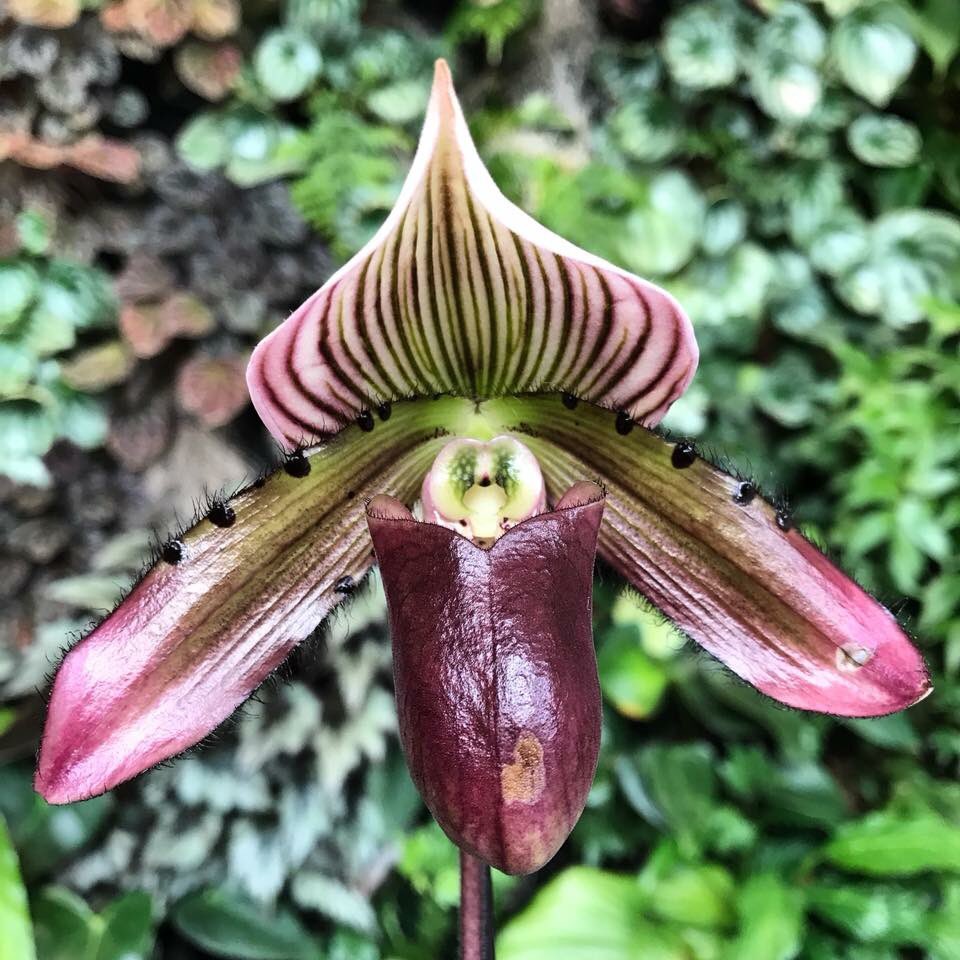 ExoticPlantStud's tweet photo. Paphiopedilum callosum hybrid ๐ธ #orchids #paphiopedilum #ExoticPlantStud https://t.co/fZgp4PTR3i