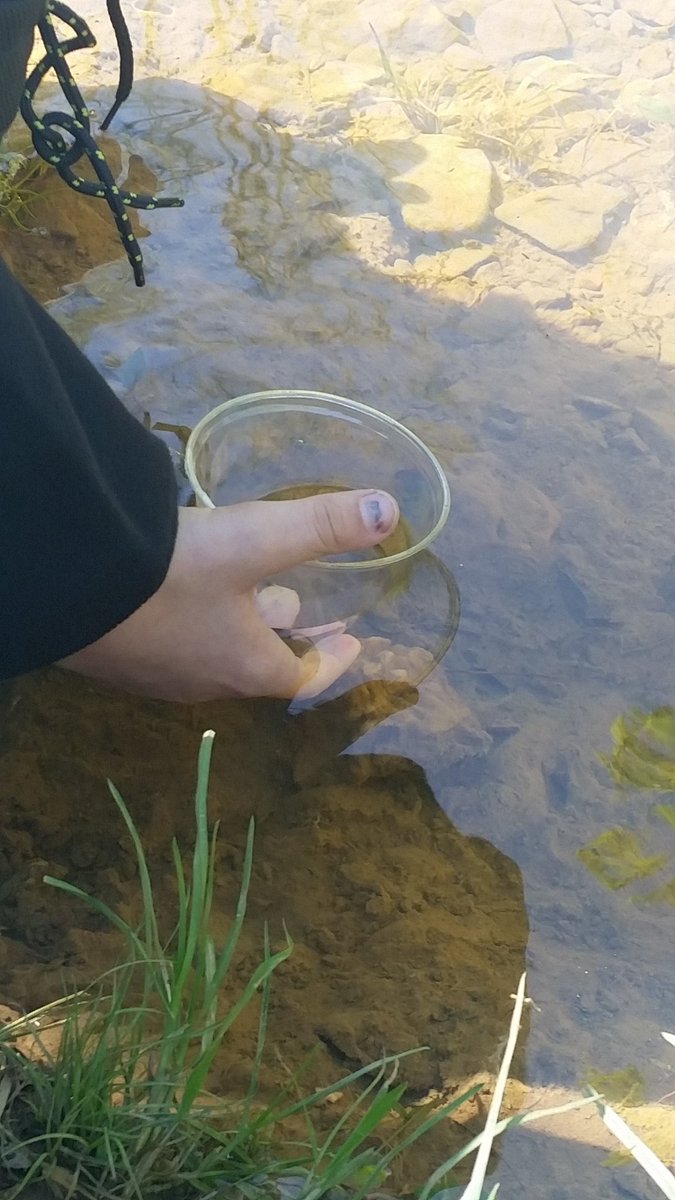 Carson_Jen_E's tweet photo. What a beautiful day to sit by the river and release American Shad fry! #ShadintheClassroom Thank you to @APSounds for your help today! Can't wait to do it again next year! @naturalsciences @NCDEQ @NorthCarolinaEE @NCWildlife @USFWS @NFWFnews https://t.co/RVIvKLliGZ