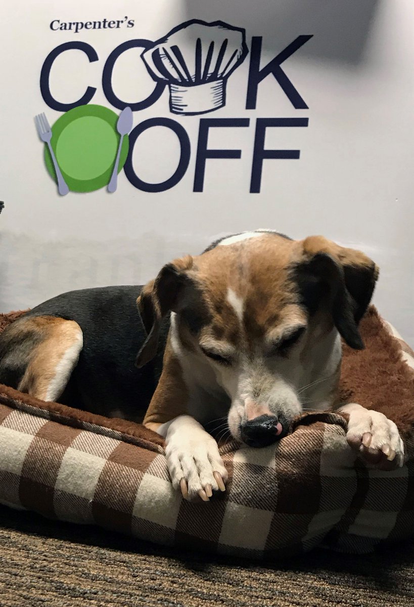 CarpentrShelter's tweet photo. Carpenter's Shelter mascot Bobo is so hungry for #cookoff2018 that he can hardly stand it!!! If you're like Bobo, join us at @thebirchmere on Sun 4/22 from 12-3pm for food & fun! https://t.co/TlhHymTGvt