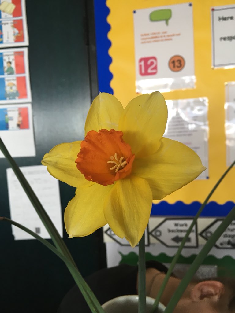 melhenrydg's tweet photo. Well that was a busy week in P7/6!
Fantastic week to start a series of biology lessons on plants π
We booked our end of year trip and got stuck right in to fractions!
#notscaredoffractionsanymore #tripexcitement #lifecycleofaplant #outdoorlearning @EdScotOL https://t.co/RRge4yTBxM