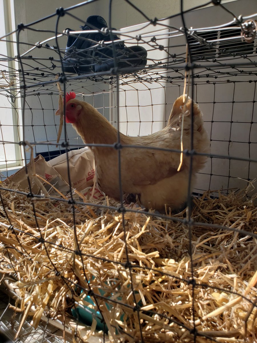 DrLoving11's tweet photo. Great day at Ettrick with 4H Embryology. @ettricklibrary, @EPICatEttrickES https://t.co/JVYa0WTgE8