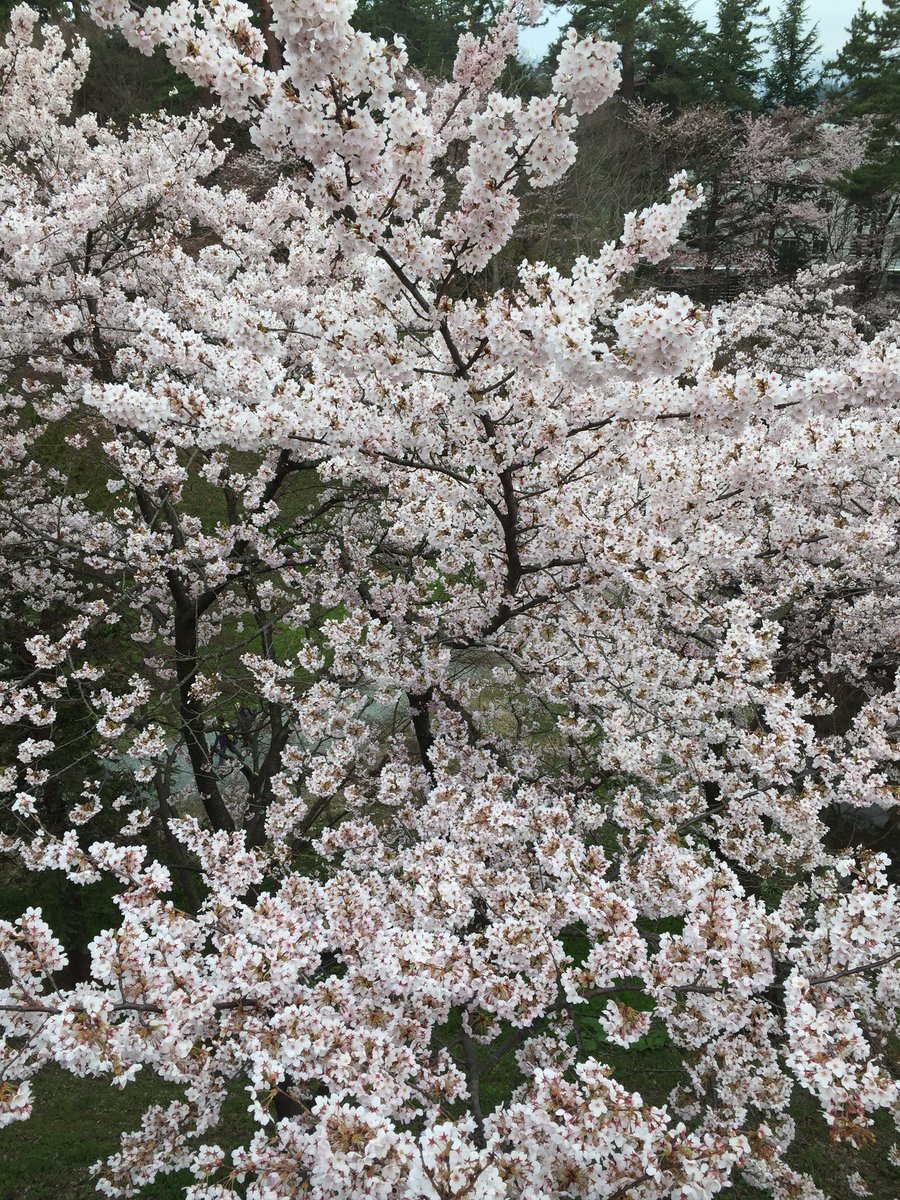 ট ইট র りらく 小兎丸海の底 弘前さくらまつり 桜が似合う大河ドラマオープニング曲 いのち 花の乱 葵徳川三代 義経 平清盛 八重の桜 大河ドラマ