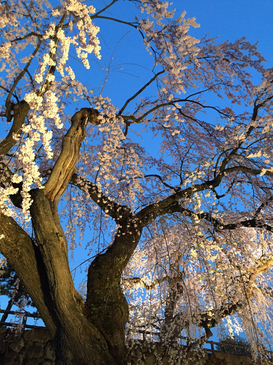 ট ইট র りらく 小兎丸海の底 弘前さくらまつり 桜が似合う大河ドラマオープニング曲 いのち 花の乱 葵徳川三代 義経 平清盛 八重の桜 大河ドラマ