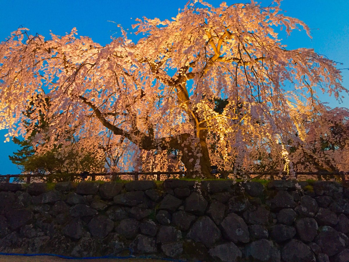 ট ইট র りらく 小兎丸海の底 弘前さくらまつり 桜が似合う大河ドラマオープニング曲 いのち 花の乱 葵徳川三代 義経 平清盛 八重の桜 大河ドラマ