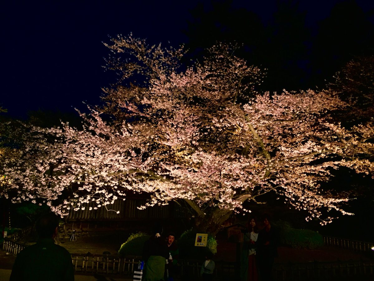 ট ইট র りらく 小兎丸海の底 弘前さくらまつり 桜が似合う大河ドラマオープニング曲 いのち 花の乱 葵徳川三代 義経 平清盛 八重の桜 大河ドラマ