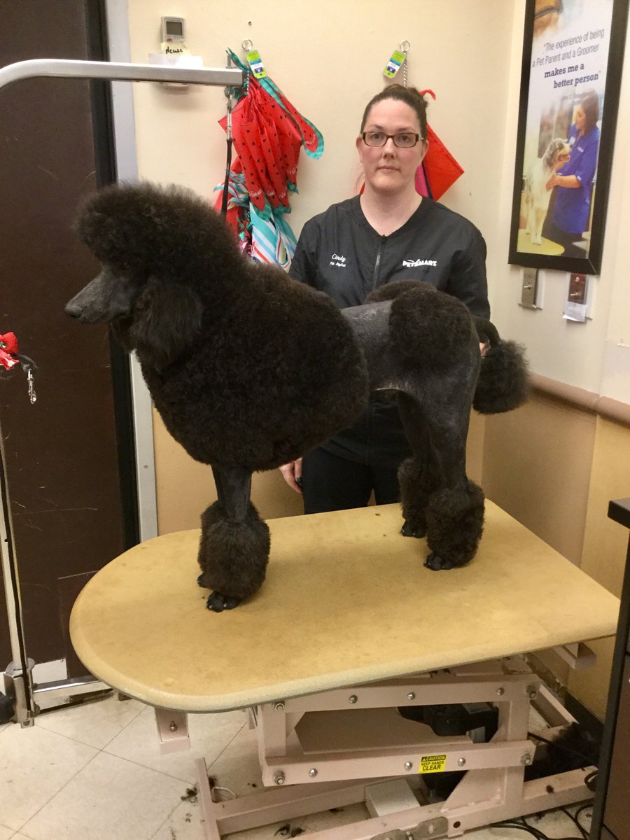 #0733 #northeastgrooming #extrememakeover #nyc #allthepoodlesallthetime #Chiitup
stylist:Cynthia Nelson Category:breed specific