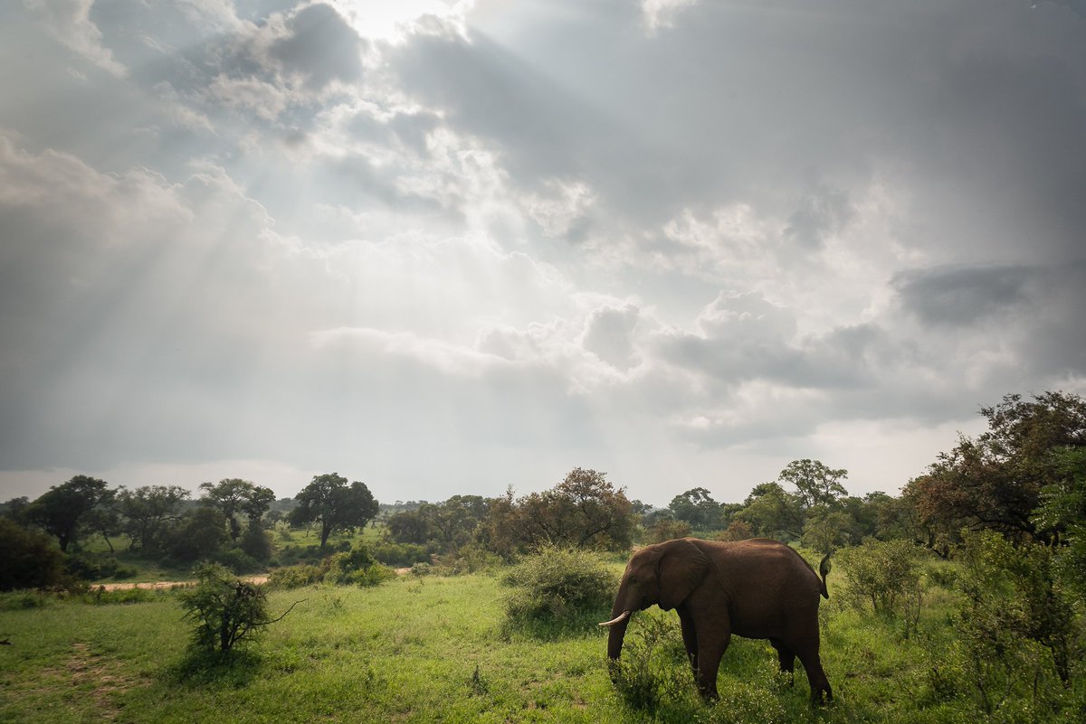 _davecoulson's tweet photo. When it rains...the #elephants come out to graze. A marvel to see this magnificent creatures in the wild for the first time in #SouthAfrica, w/ @PhotographersWB #wildlifephotography https://t.co/AhwPA0dhoY