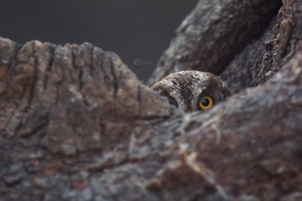 h_shanfari's tweet photo. حوار كوميدي بيني وبين البومة😅
البومة من جا🦉 👀
هيثم: انا جيت ممكن اصورك🕺🏾
البومة:اوكي صورني هنا ☺️🙈
هيثم: كليك كليك📸📸
البومة: ممكن اشوف الصورة😂
#هيثم_الشنفري https://t.co/uYtNh5ESHQ