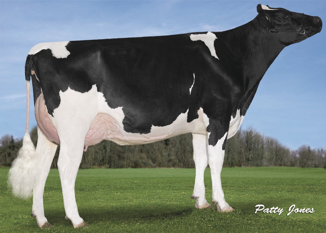250HO1131 SALT is delivering results! With elite calving ease, high fertility and balanced Type, he checks all the boxes! Pictured is River Dale Salt Luanne (VG-86-VG-MS) from River Dale Holsteins in Canada.