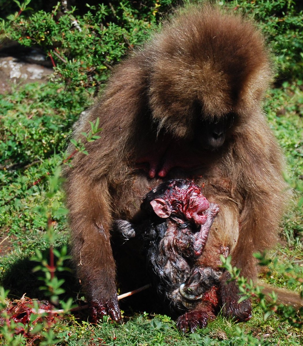 mebenitez85's tweet photo. Right at the end of my year in Ethiopia studying vocalizations and reproductive decisions in geladas, I saw a female give birth. Watching her deliver the baby, eat the placenta, and run off after the group like nothing happened gave me all the #ScienceFeels https://t.co/bFGrfZihYX