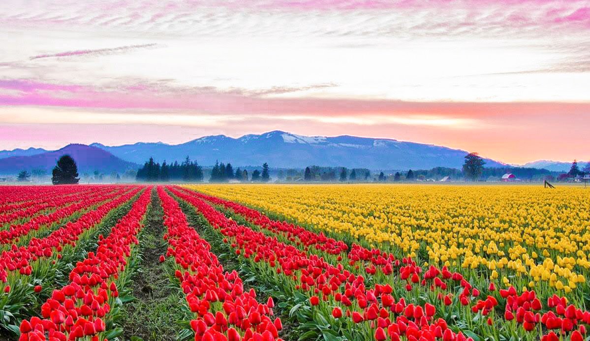 road_trip_usa_'s tweet image. Tulip Festival in Skagit Valley 🌷
#wildflowerhour #springisintheair #explorepnw #wanderwashington